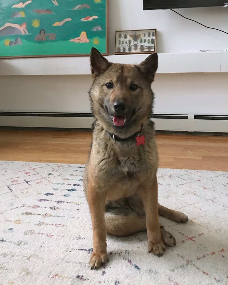 korean k9 rescue