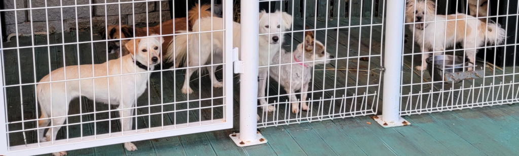 We rescued dogs from Pocheon!