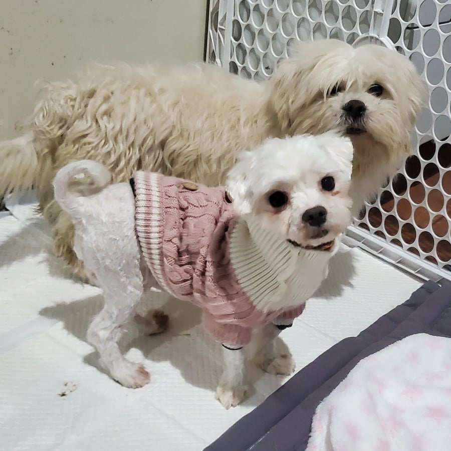 We rescued dogs from Namyangju!