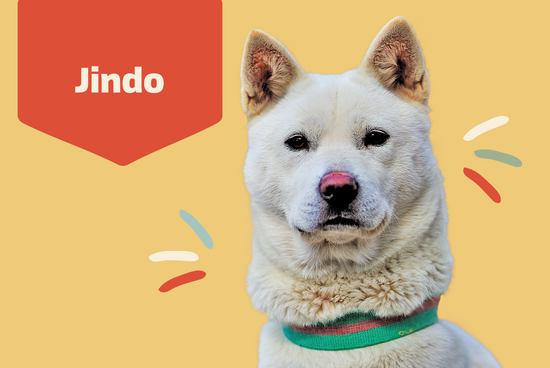 Learn about the Jindo Breed!