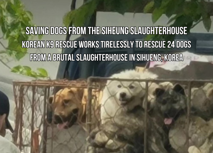 Saving Dogs from Siheung Slaughterhouse