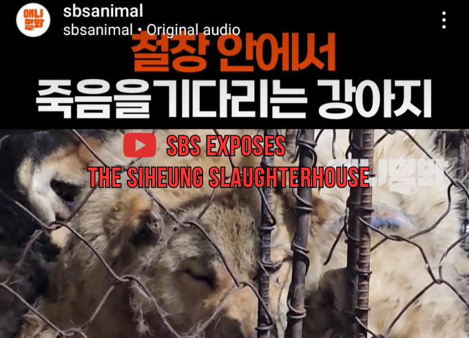 Korean News SBS Exposes The Siheung Slaughterhouse