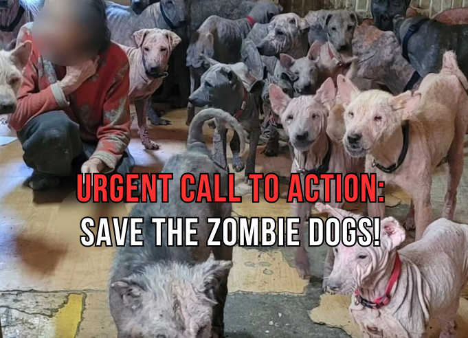Urgent Call to Action: Save the Zombie Dogs