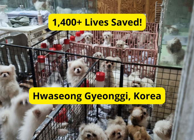 Largest Korean puppy mill shut down in history!