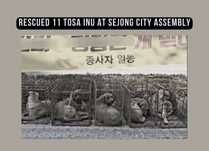 We helped rescue 11 Tosa Inus at Sejong City Assembly!