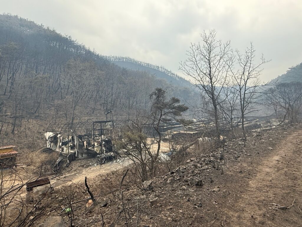 AFTER THE FIRE: SEVEN SURVIVORS FROM ANDONG