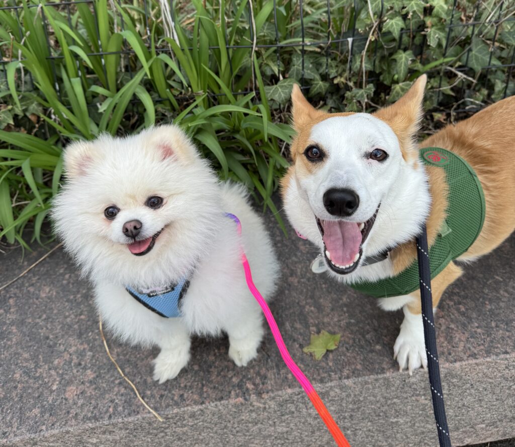 April 2025 Dog Adoption Events in NYC