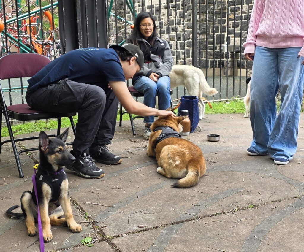 Pet Therapy Day with KCS: Healing Through Connection
