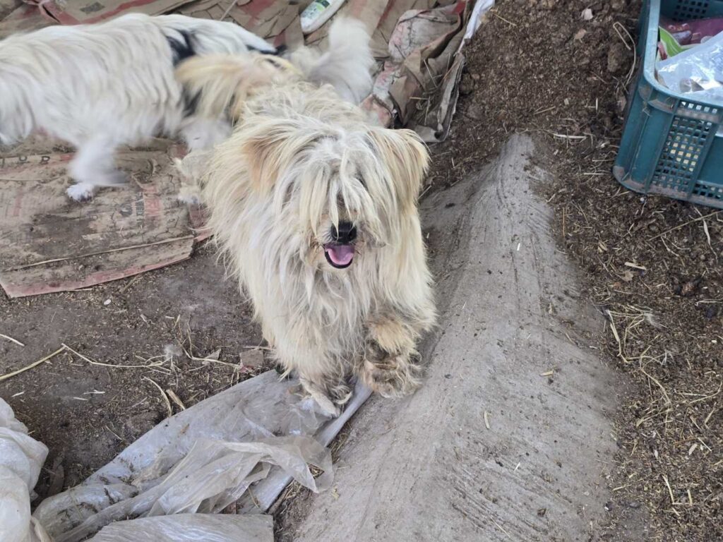 Operation 1M: The Road to Andong