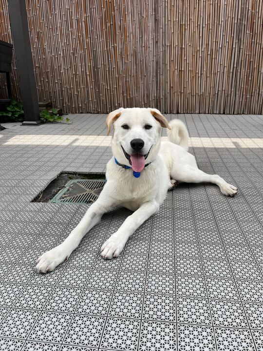 July Events with Korean K9 Rescue