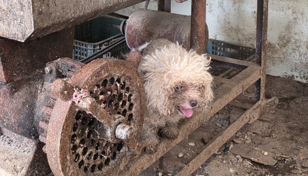 Operation Freedom Paws: 300 Dogs Saved in Ganghwado