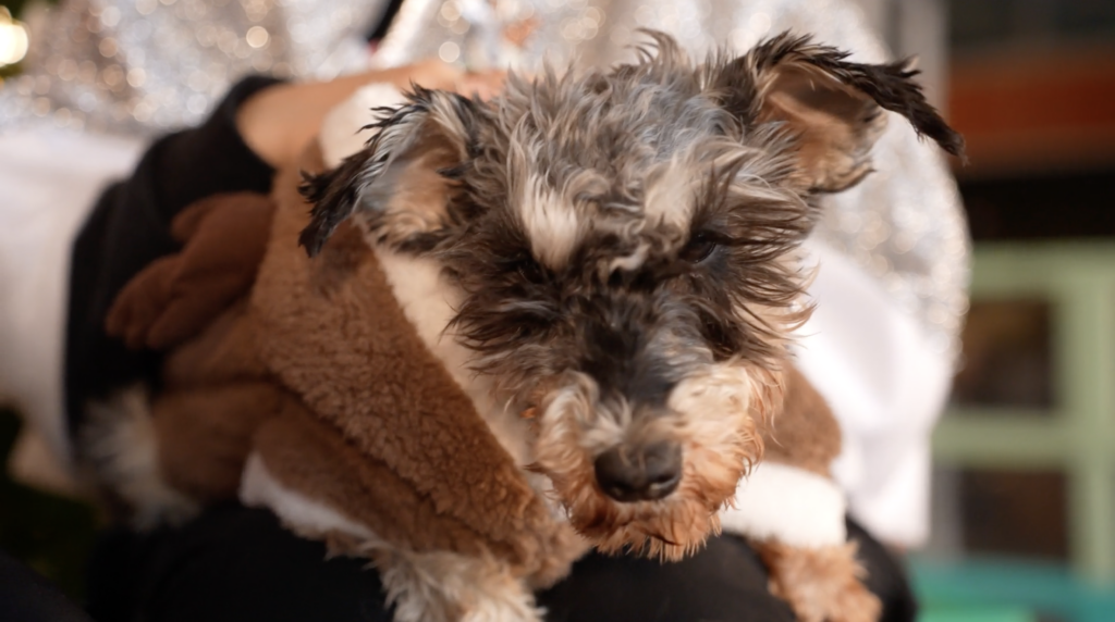 Christmas in Bundang: The Dogs Who Stay