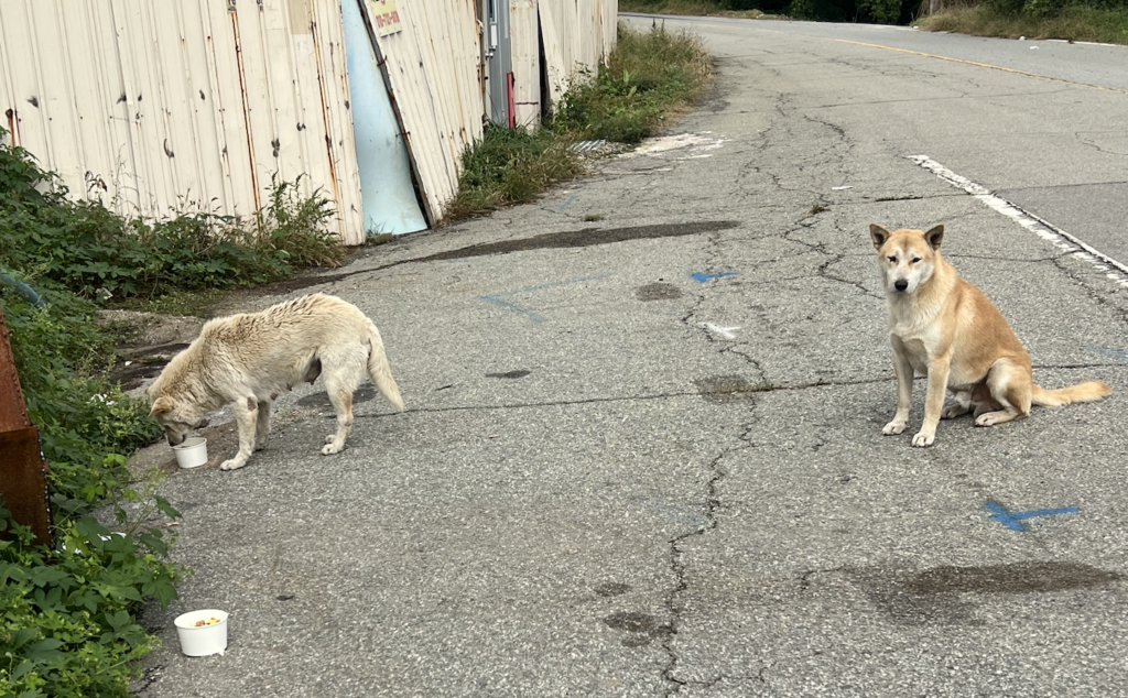 Pyeongtaek Mommy and Son: From Years on the Streets to Safety