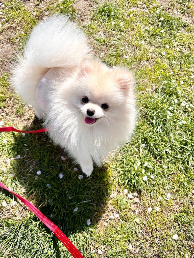 Pet Store Shutdown in Seoul: From Rescue to Recovery