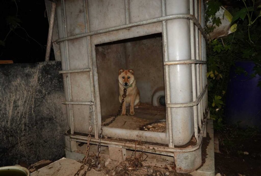Six Dogs Rescued from an Active Slaughterhouse in Seogu